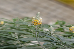Buddleja madagascariensis